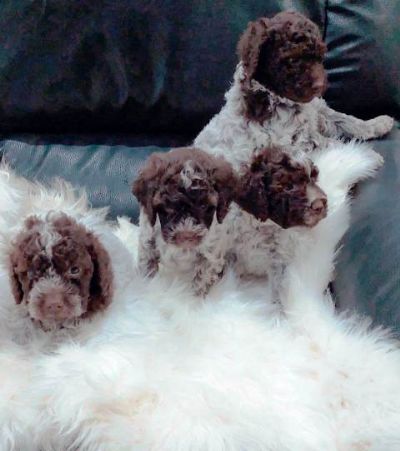 oglasi, Lagotto Romagnolo tenci